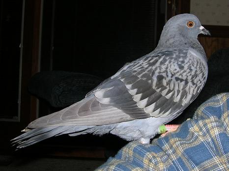 Rocky Dove